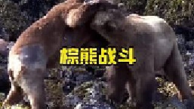 两头棕熊为了争夺配偶发生大战