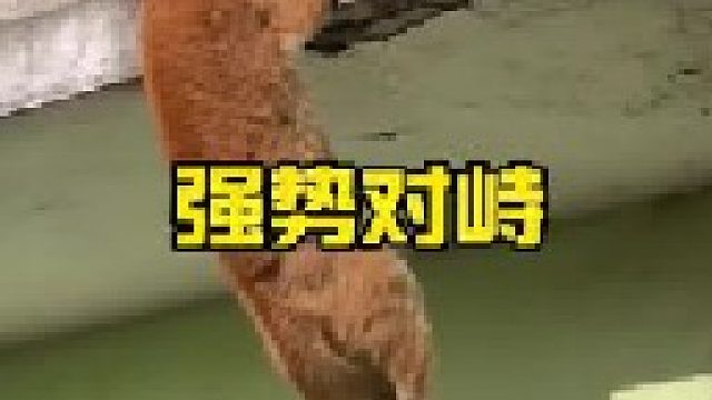 两只猫咪在墙体边缘紧张对峙随时战斗