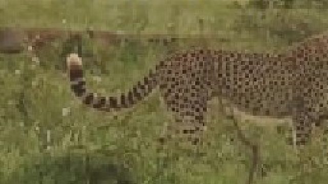 猎豹捕捉小胡狼