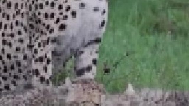 猎豹妈妈外出捕猎哺育幼崽，同时特别注意周边环境是否安全