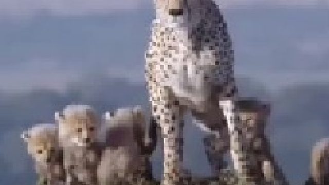 猎豹妈妈为了保护幼崽不惜以身犯险正面与雄狮较量