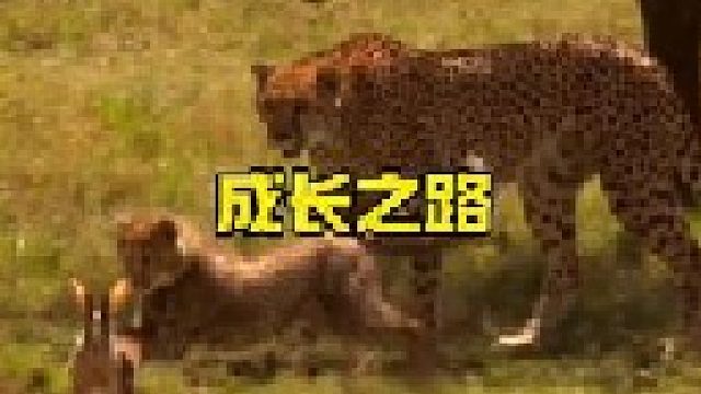 猎豹抓住野兔不吃就是为了让小猎豹练习捕猎