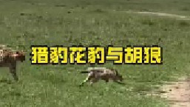 猎豹追杀胡狼失败