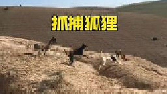 猎犬围捕狡猾的狐狸