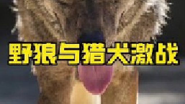 猎犬与野狼激战