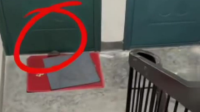 这猫能处，有事真上