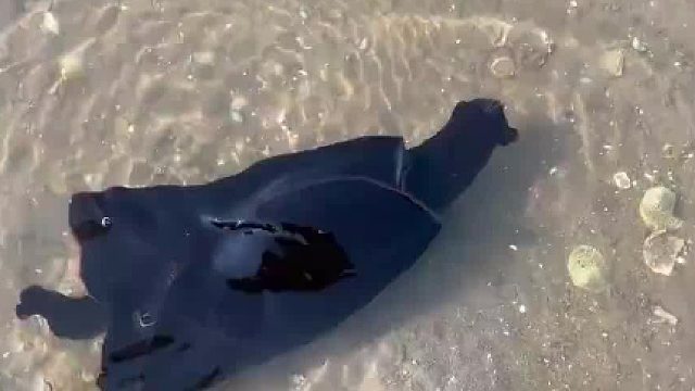 海边赶海时发现一只海兔“跟墨鱼一样，喷的是粉色的气体”！！！！ ​​​