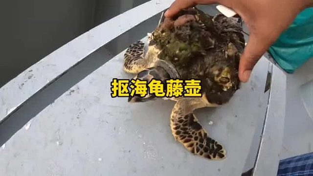 巨型小海龟身上有着三斤的藤壶
