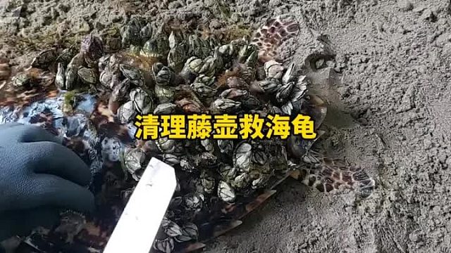 清理藤壶救助奄奄一息的海龟