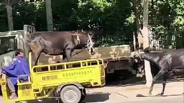 这难道就是犟驴 被主人教训后还不走