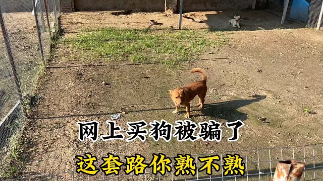 这套路你熟不熟？有中招的或者遇到别的套路的分享一下！紧急避坑