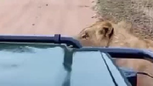 视频中狮子来到观光车辆前目视着观光客，四目交流时没有惊恐和不安，平和的目光传达着善意，片刻的目光交流后狮子转身离去