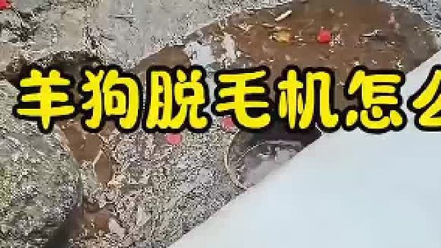 羊狗脱毛机山东绵羊脱毛设备波多尔羊去毛机内蒙羊刨毛机