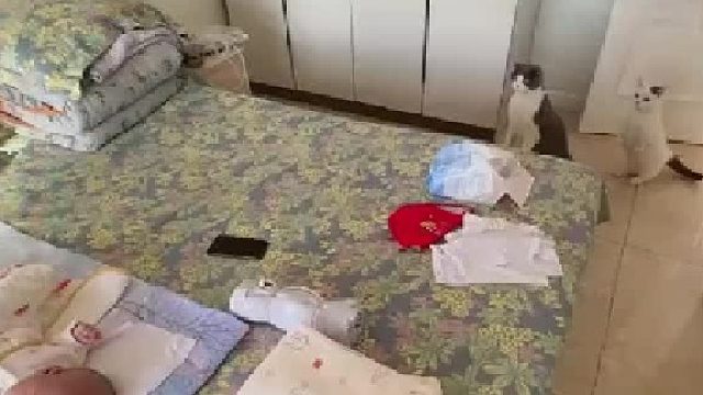 猫咪第一次见宝宝，眼里满是惊讶！猫：他是谁？居然可以上床？