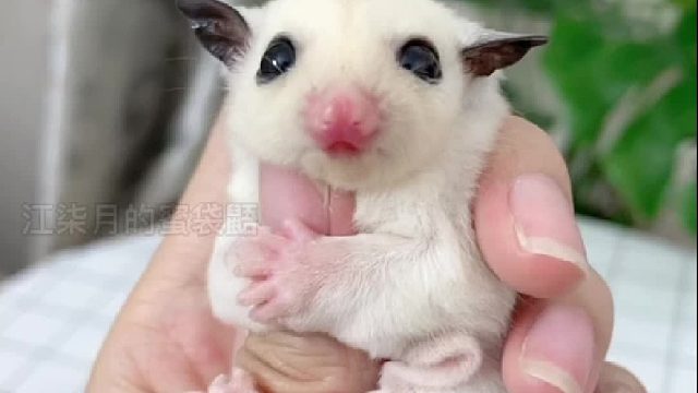 有些小东西出现就是为了治愈你