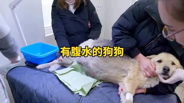 狗狗肚子里面有大量的腹水