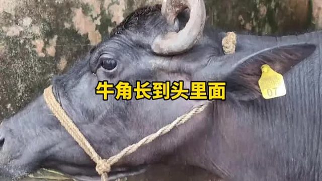 牛角长进了牛的头里面