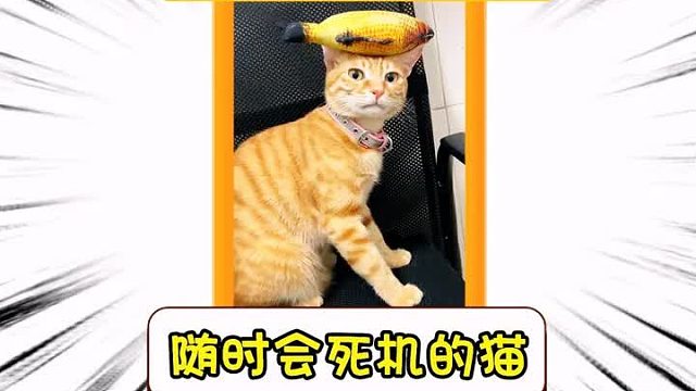 随时会死机的猫
