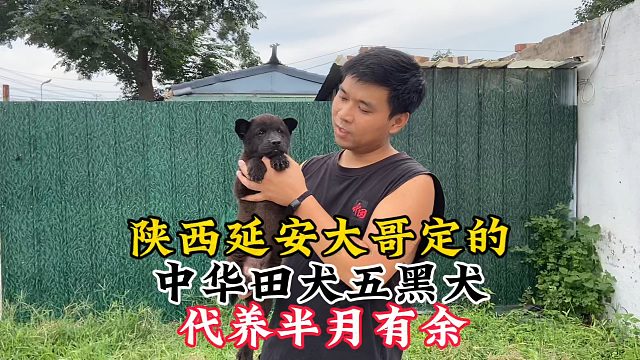 去往陕西延安的五黑犬，活泼的不得了，不愧是老祖宗严选的本土犬