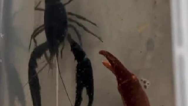 龙溪蟹速杀小龙虾