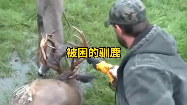 被困的驯鹿只能一不小心被困在兄弟的鹿角下