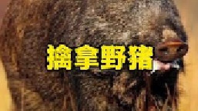 猎物与野猪激战