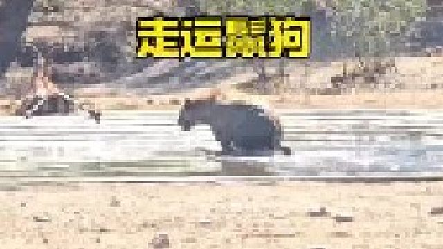 鬣狗出门遇到送上门的猎物