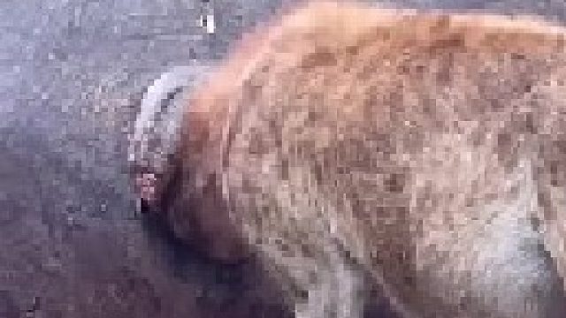 鬣狗处理即将可能发生爆炸的河马