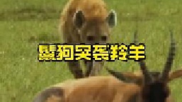 鬣狗的攻击能力实在是太厉害了