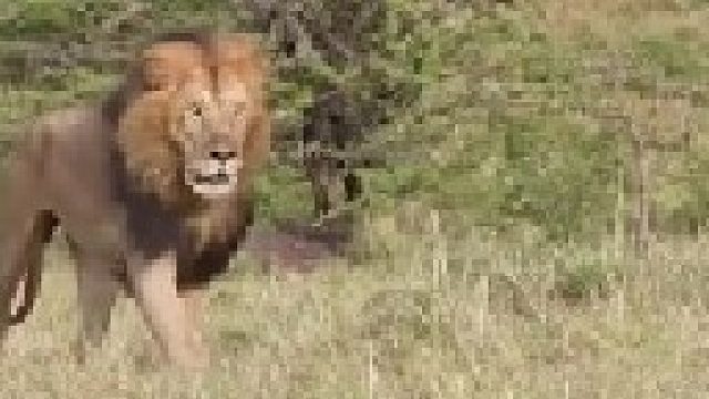 鬣狗的克星雄狮出场让三十多只鬣狗疯狂逃窜