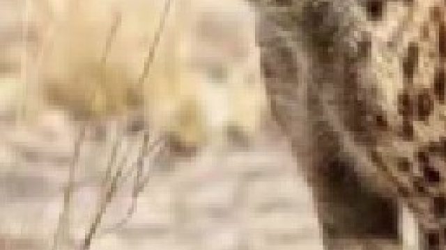 鬣狗放倒近两千斤大水牛