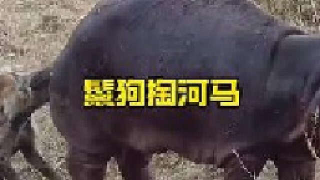 鬣狗攻击巨型大河马