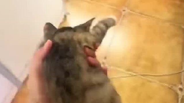 猫咪：麻麻，把我丢在地上干嘛？网友：前一秒撒娇，后一秒超凶！
