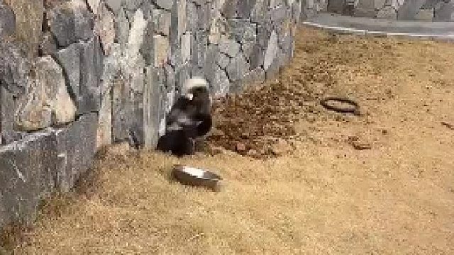 你们没听出来它在一边哼着小曲一边挖呢吗