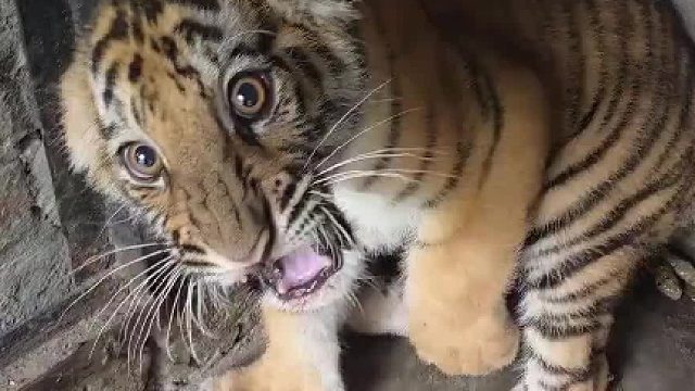 小东西护食还挺凶！[哈哈] ​​​