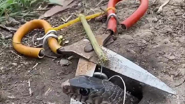 只要蛇小一点好像捡不到诶。