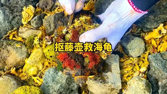 抠藤壶解压救助海龟
