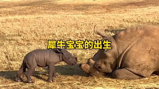 犀牛宝宝将要出生