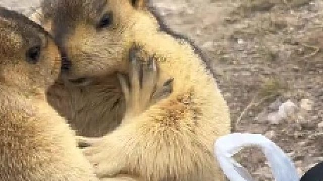 蒜鸟蒜鸟   都不容易~