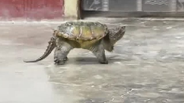 它咋站着走！！