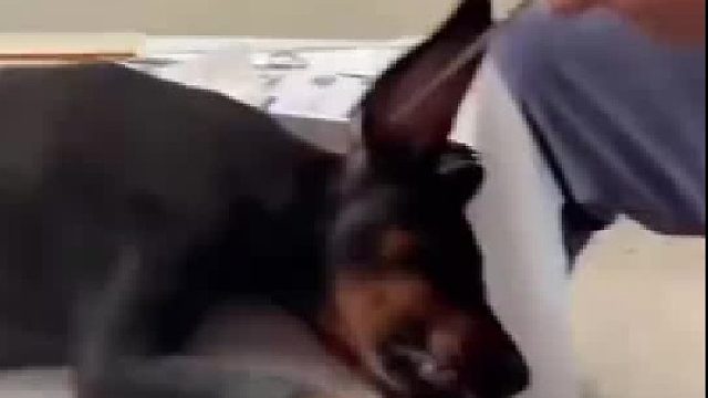 杜宾犬从小就得剪裁耳朵,长大之后耳朵才能立起来