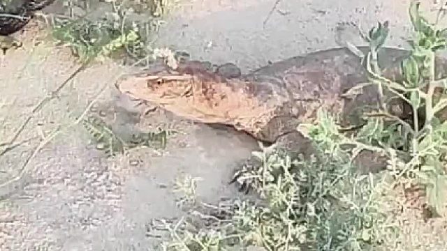 科莫多巨蜥与眼镜蛇展开激烈对决 ​​​