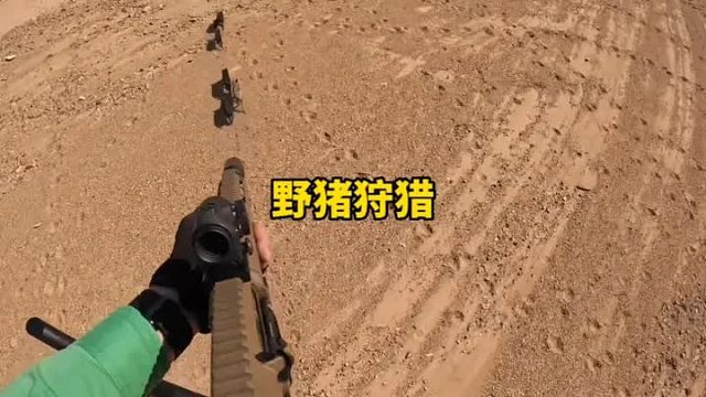国外野猪泛滥成灾，飞机抓捕野猪