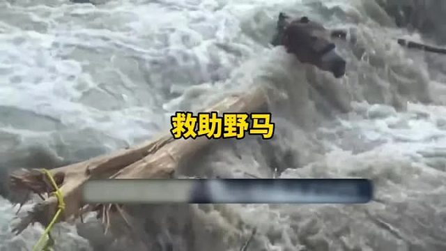 野马被冲进洪水，生命危在旦夕，好心的村民冒着生命危险去救助马儿