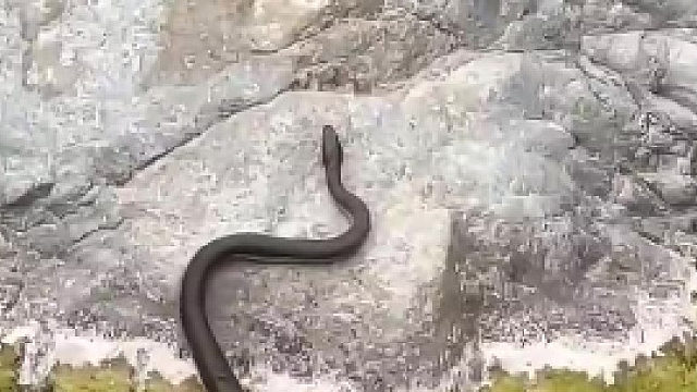 自然中的小精灵——黑水蛇