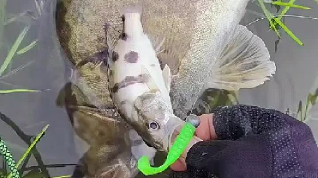 大鳜鱼为它孩子找食物的时候被我钓起来了，小鳜鱼找妈妈又被我钓