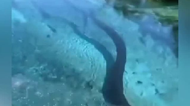 带大伙感受一下亚马逊的危机四伏