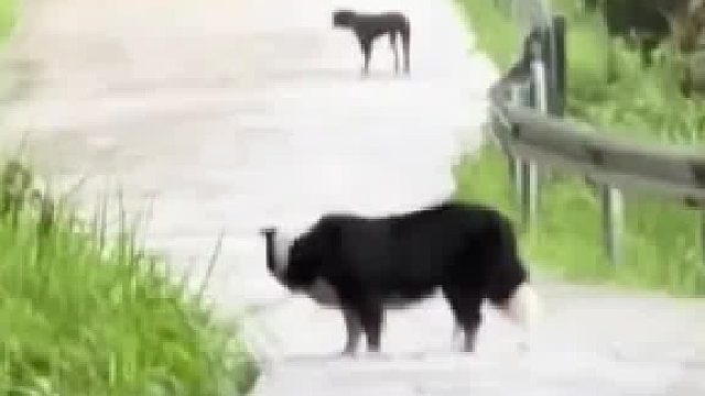 电视剧里的情节发生在了两只小狗身上：小狗在雨中遗憾告别！