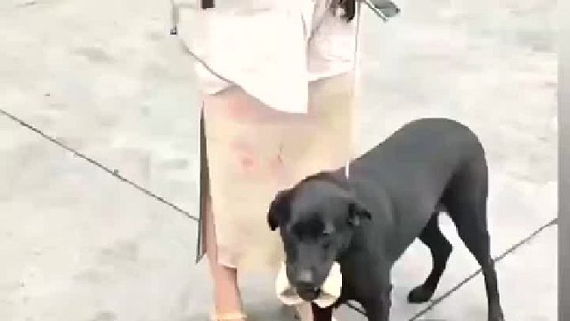 爱犬啃骨被卡求助消防，结局出人意料