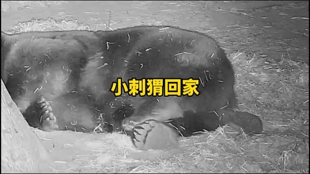 小刺猬回家的路真是艰难呀